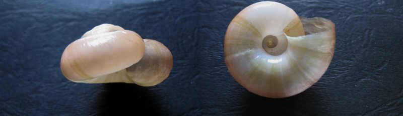 Retinella olivetorum