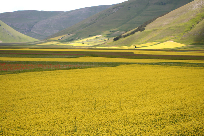 Castelluccio di Norcia
