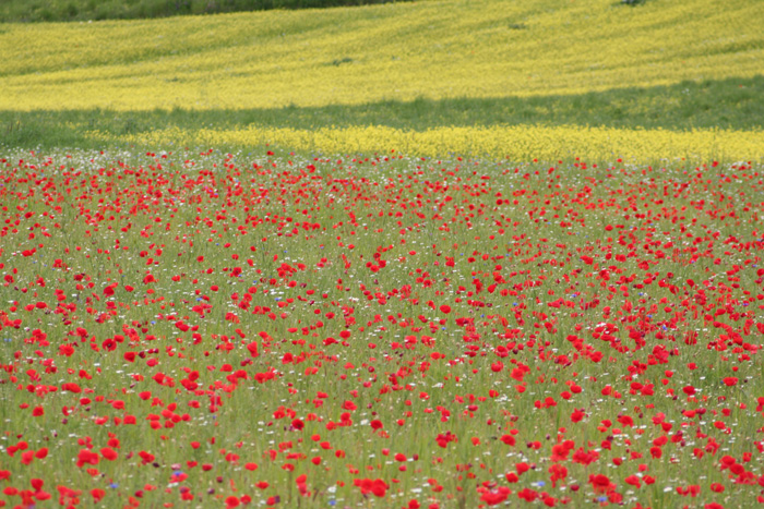 Castelluccio di Norcia