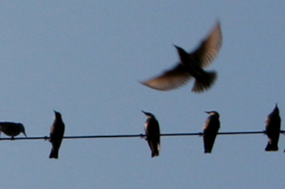 storno - Sturnus vulgaris