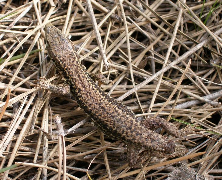 quale lucertola: podarcilis muralis?