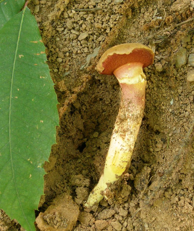 Rubinoboletus rubinus  Pilat & Demerk