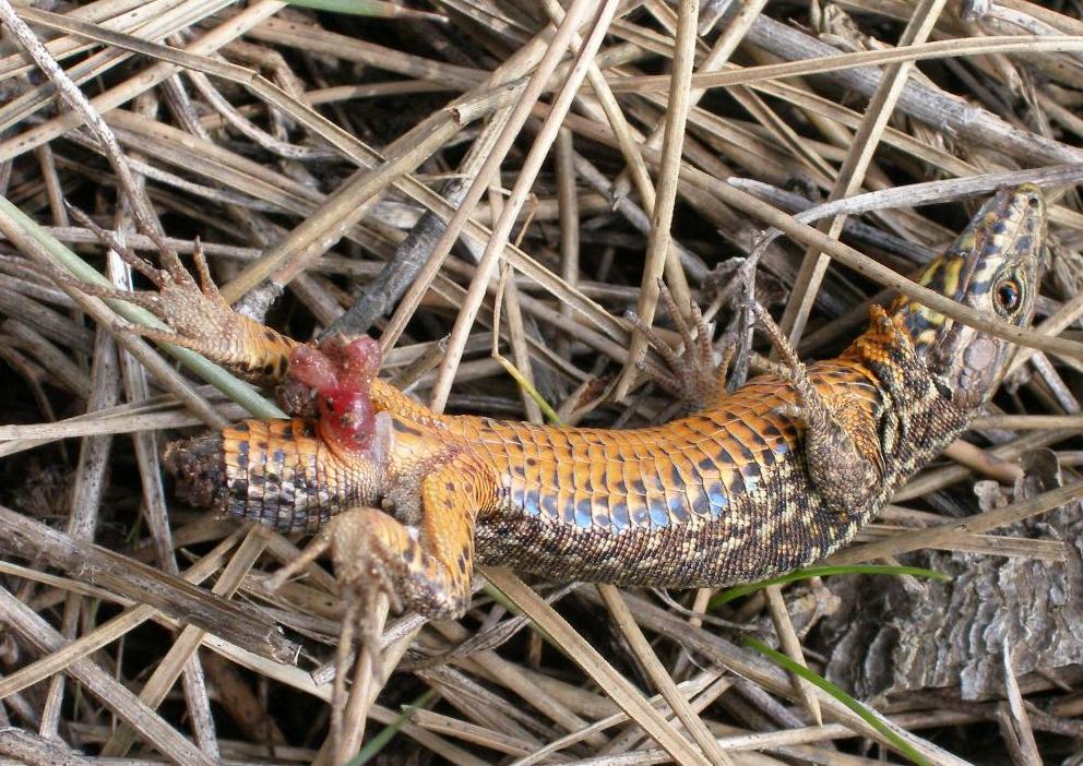 quale lucertola: podarcilis muralis?