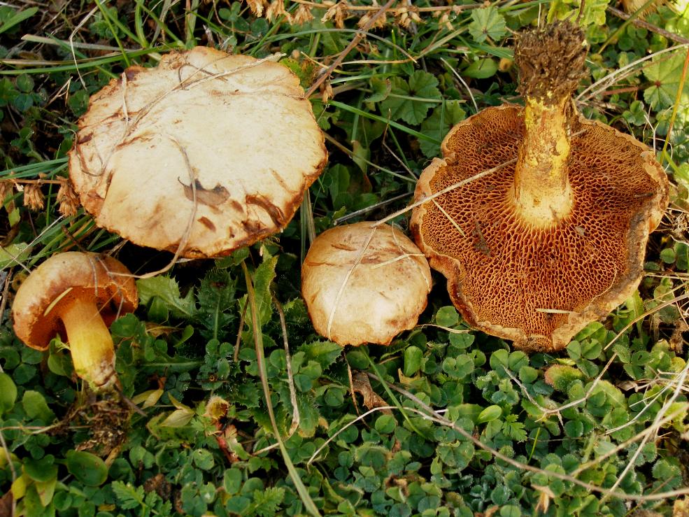 Rubinoboletus rubinus  Pilat & Demerk