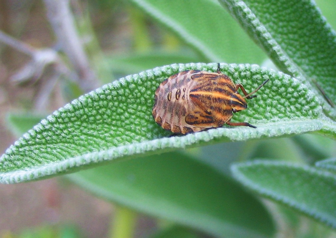 Ancyrosoma e compagni, ma quali?