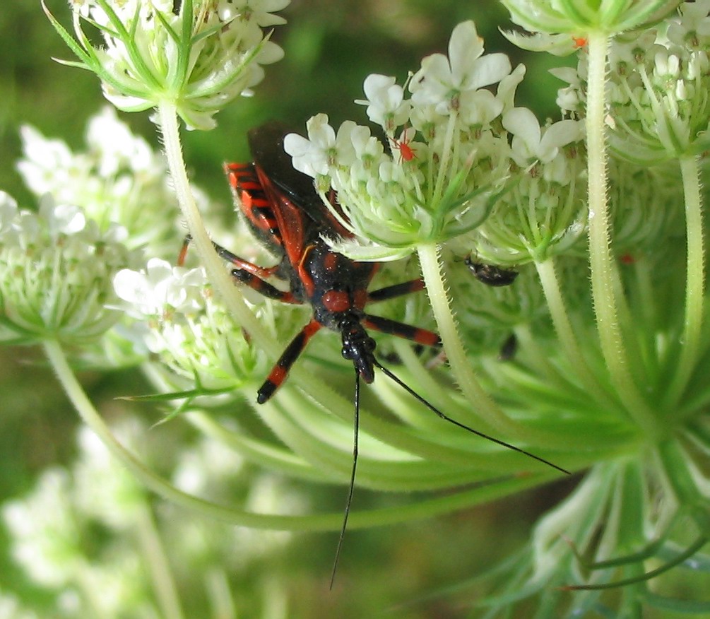 Due esemplari di Rhynocoris cuspidatus