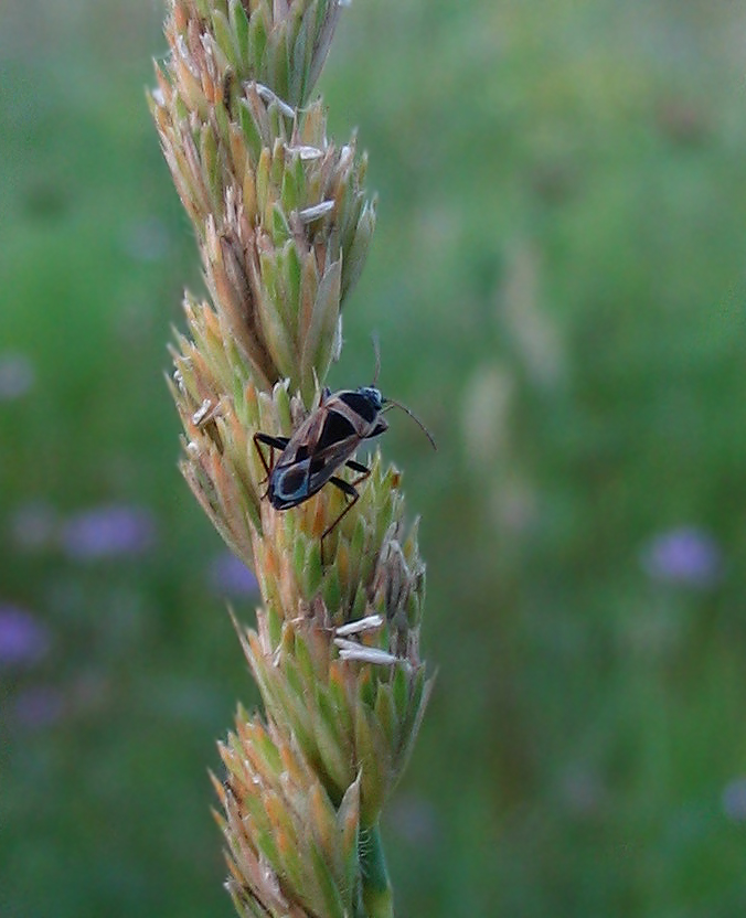 Lygaeidae: Trapezonotus e Rhyparochromus