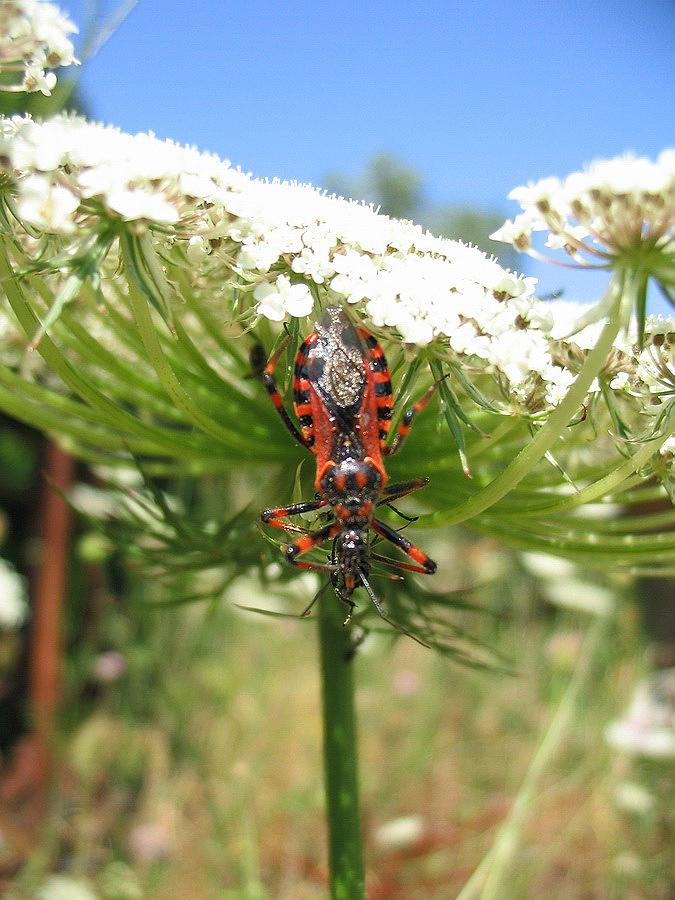 Due esemplari di Rhynocoris cuspidatus