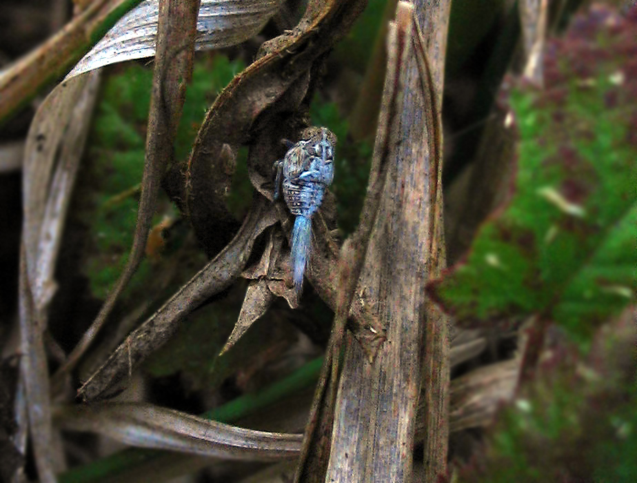 Acanalonia conica