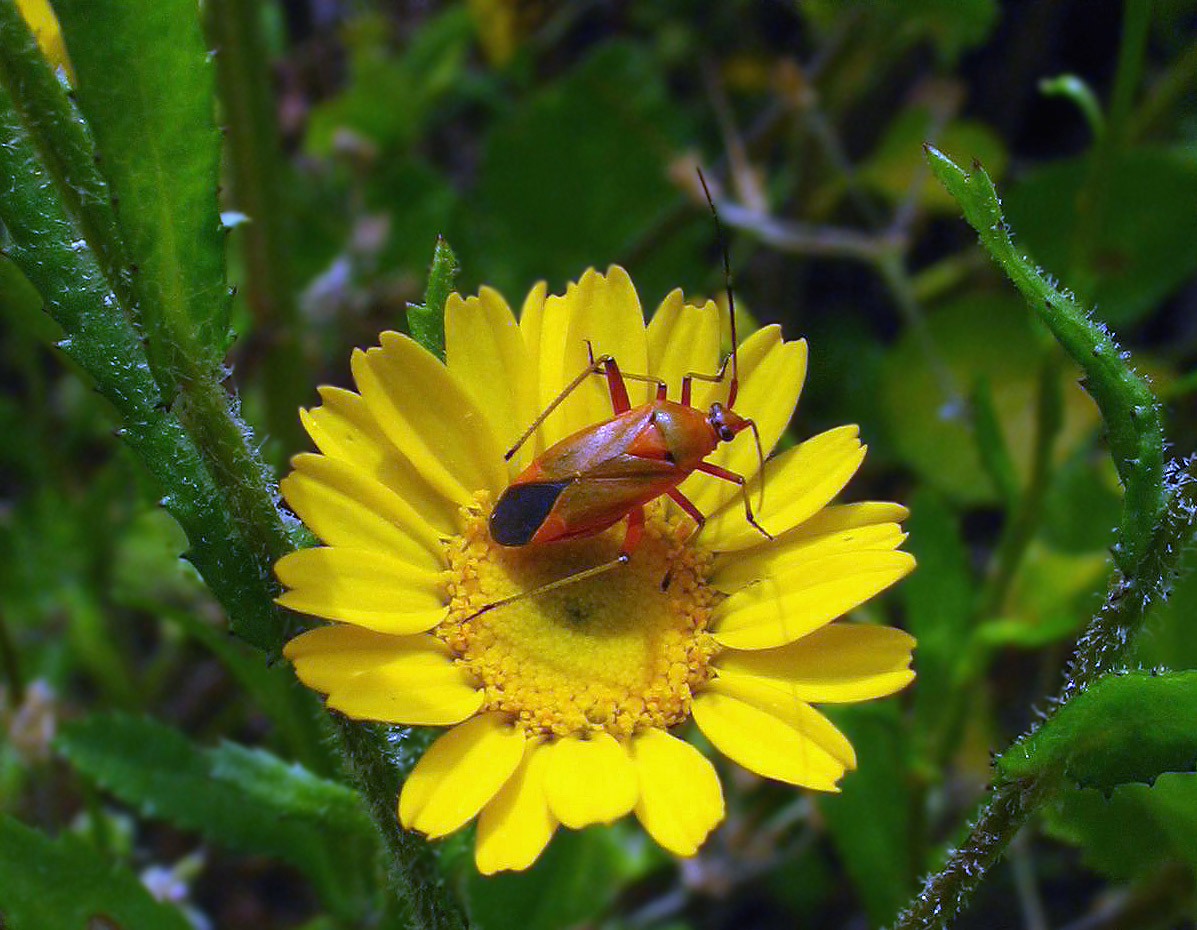 Mirydae: Calocoris nemoralis f. erytrocephala tutti e due?