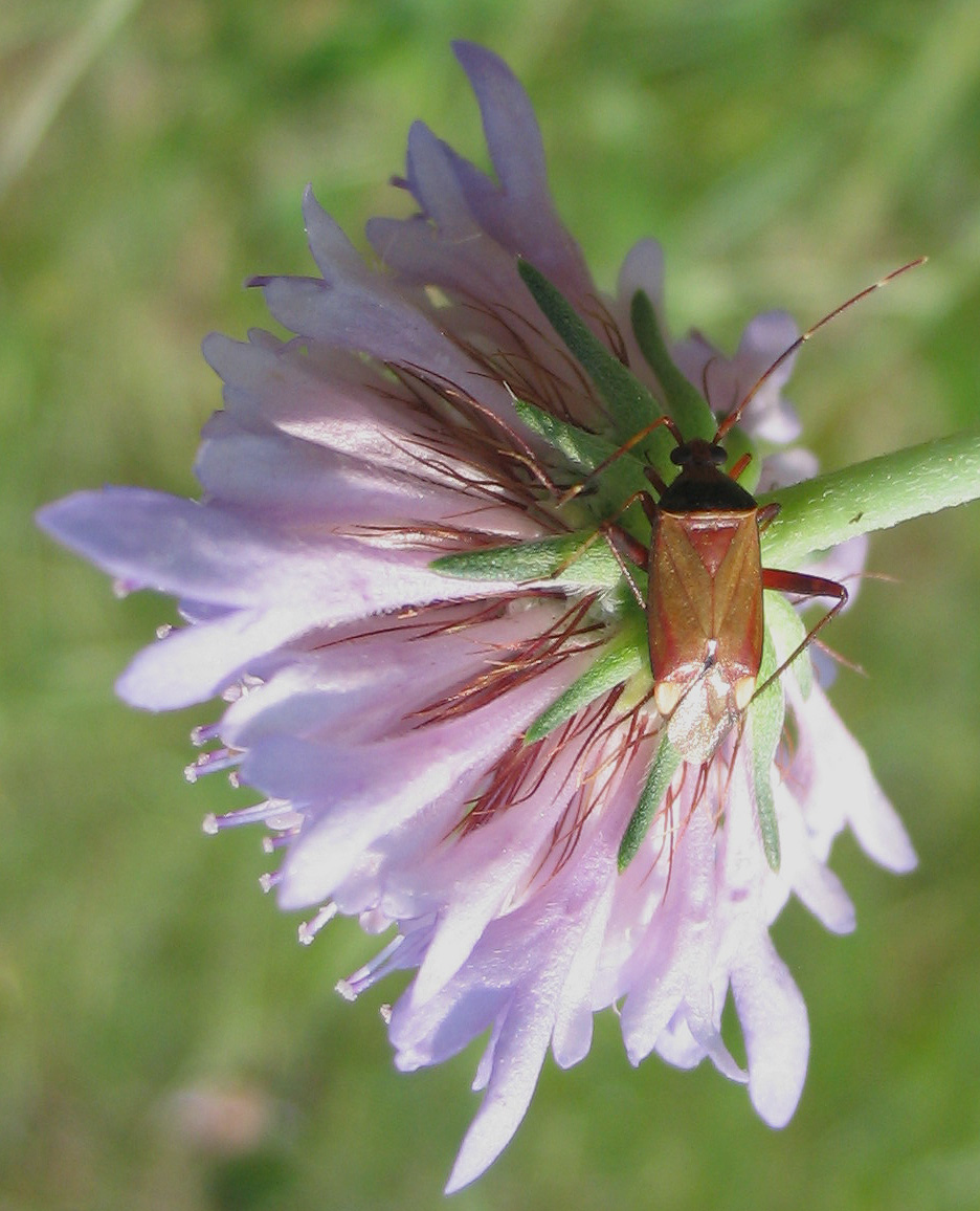 Mirydae: Calocoris nemoralis f. erytrocephala tutti e due?