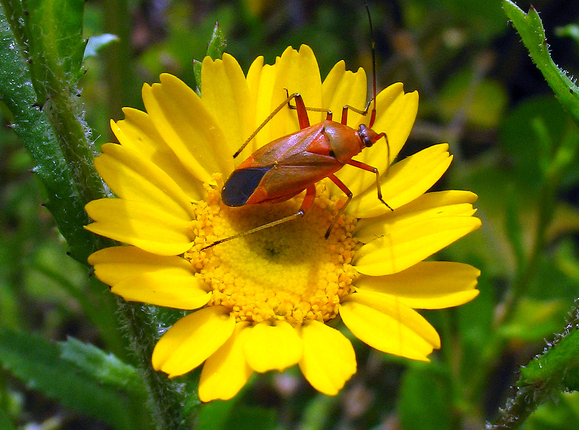 Miride: un''altra forma del Calocoris nemoralis