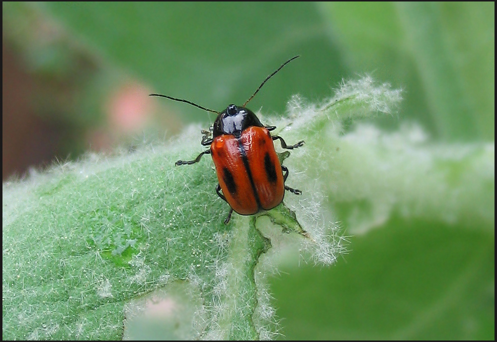 Cryptocephalus bipunctatus