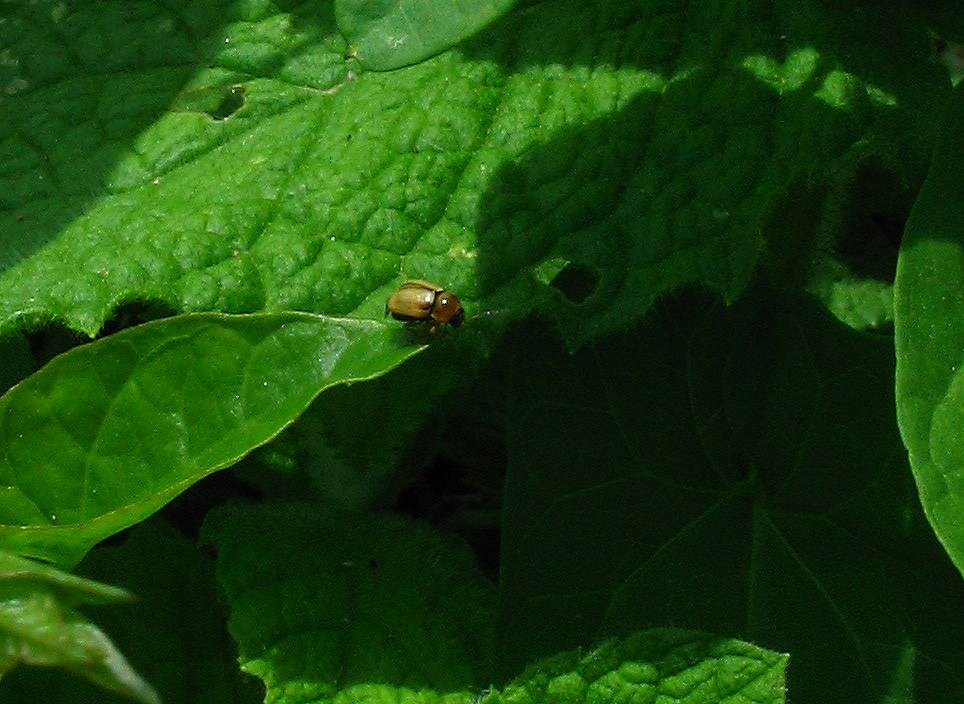 Cryptocephalus fulvus e Galeruca rufa (Chrysomelidae)