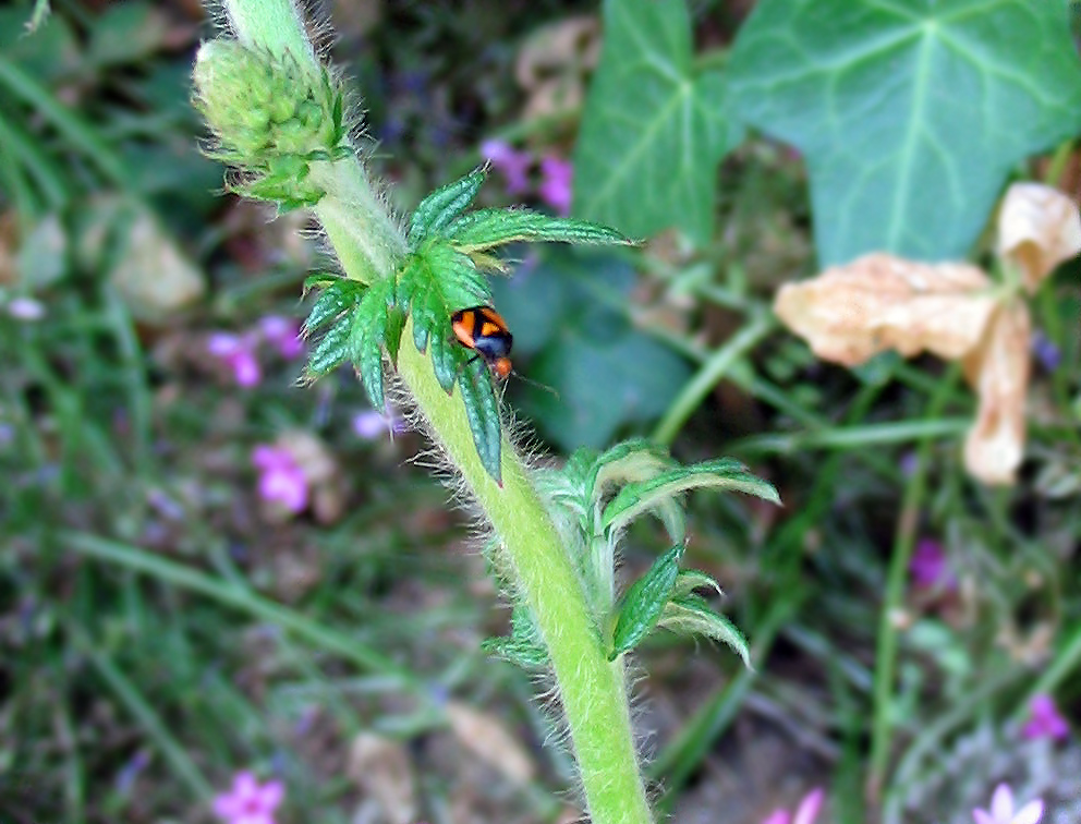 Miridae: Deraeocoris schach (Heteroptera, Miridae)