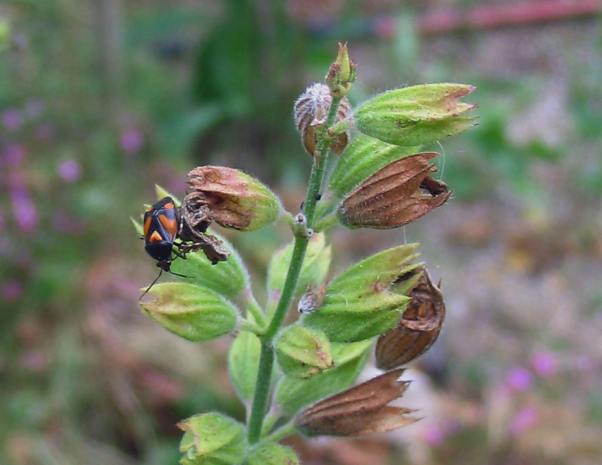 Miridae: Deraeocoris schach (Heteroptera, Miridae)