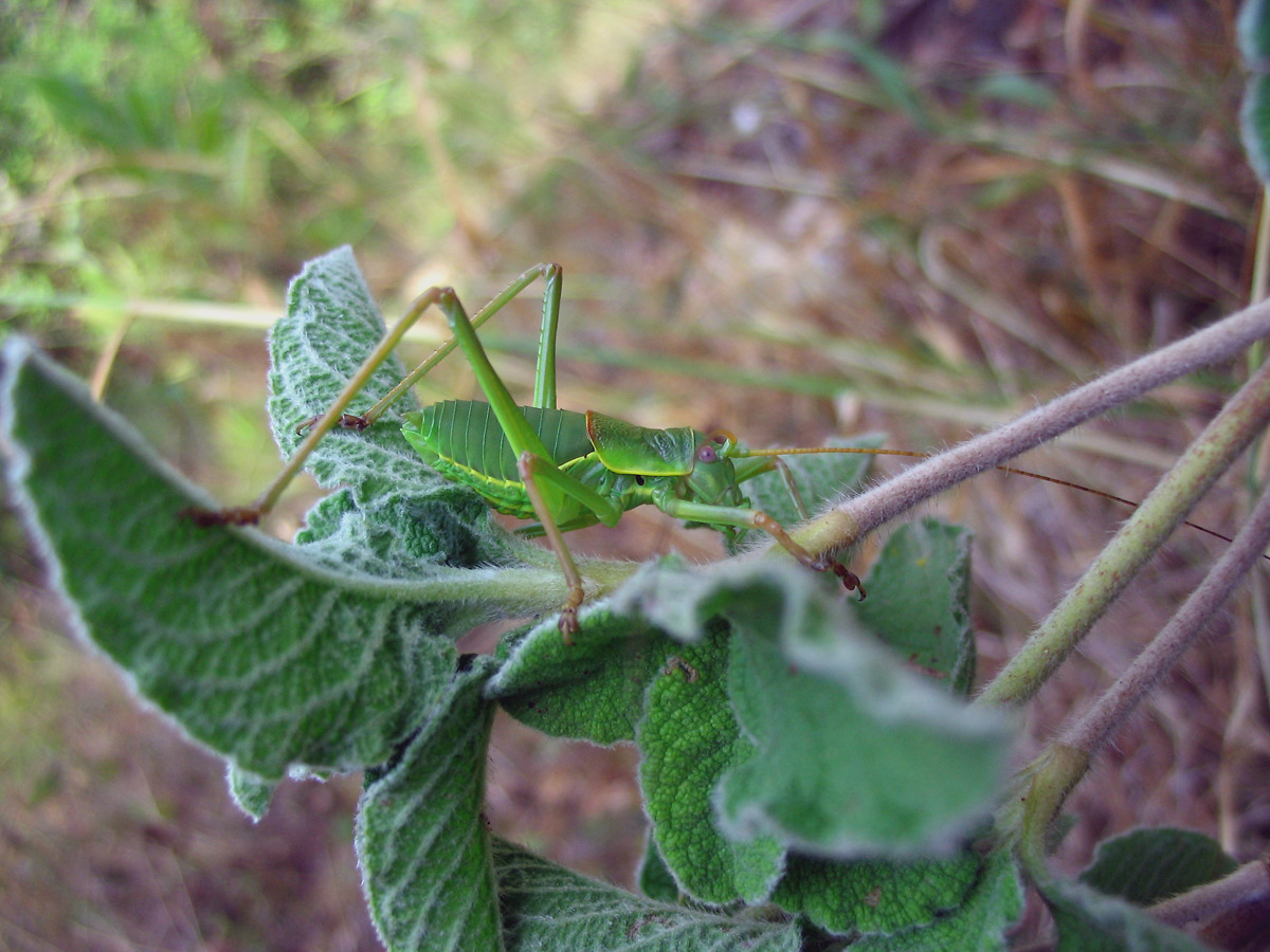 Uromenus (Bolivarius) elegans (Orthoptera, Bradyporidae)