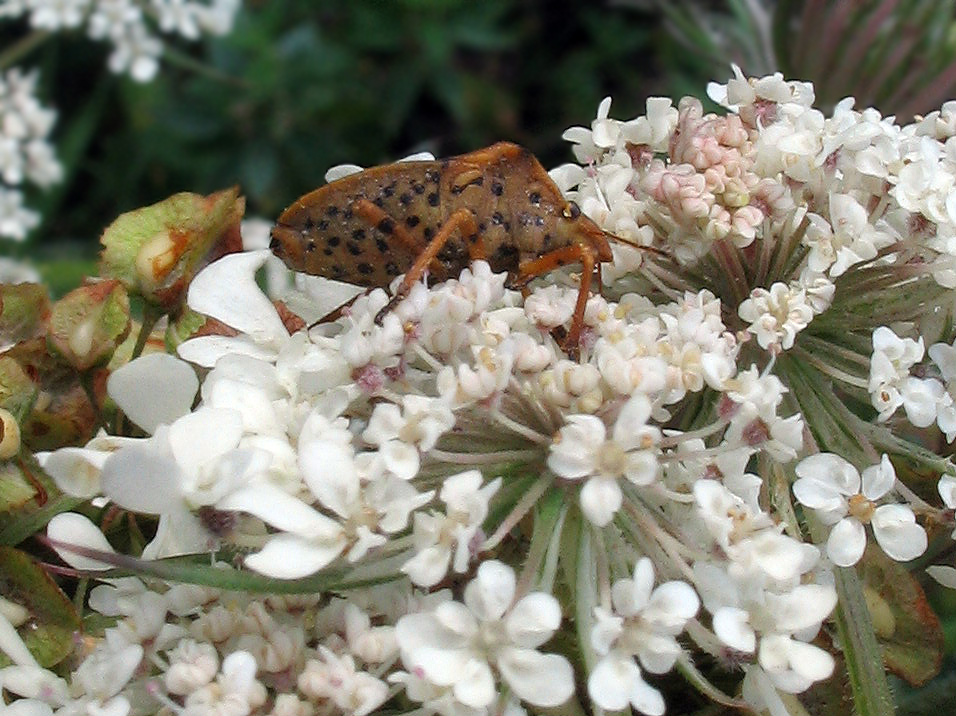 Graphosoma italicum, G.semipunctatum e Graphosoma???