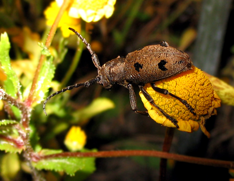 Cerambycidae: Herophila tristis