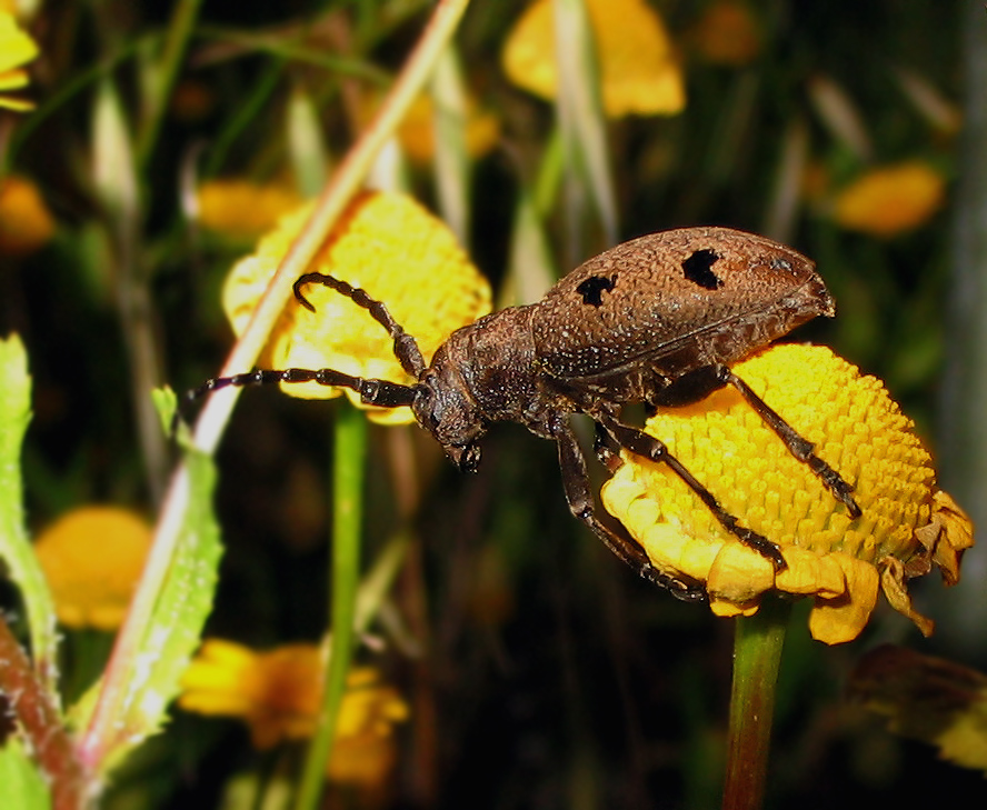 Cerambycidae: Herophila tristis