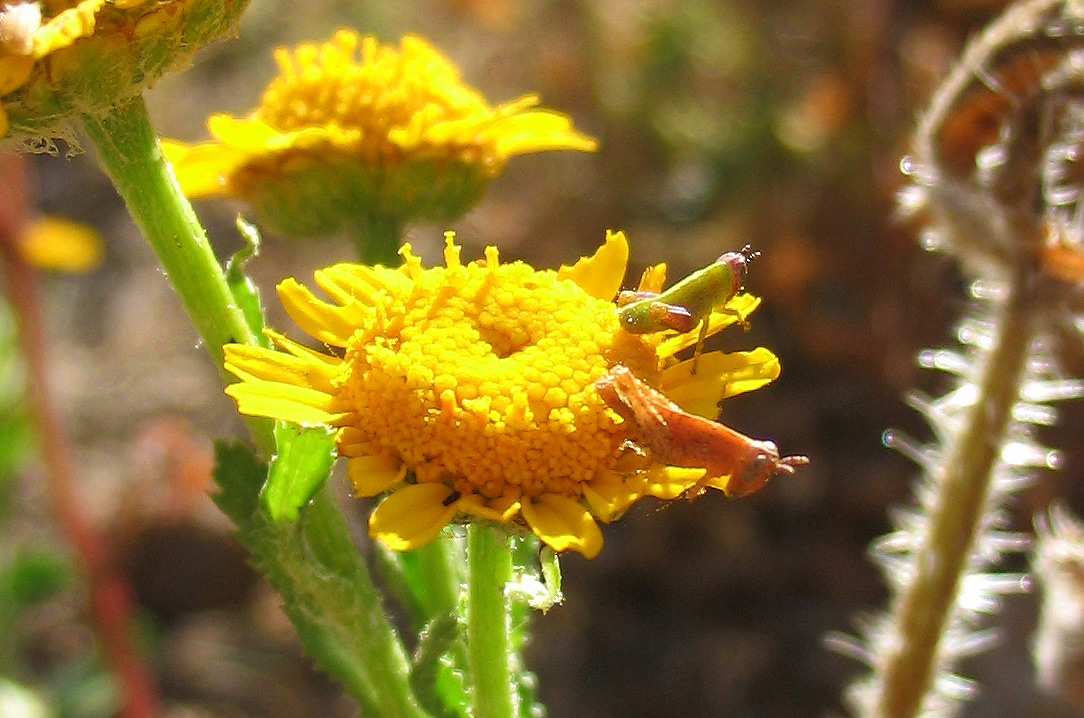 Pezotettix giornai, neanide (Orthoptera, Acrididae)