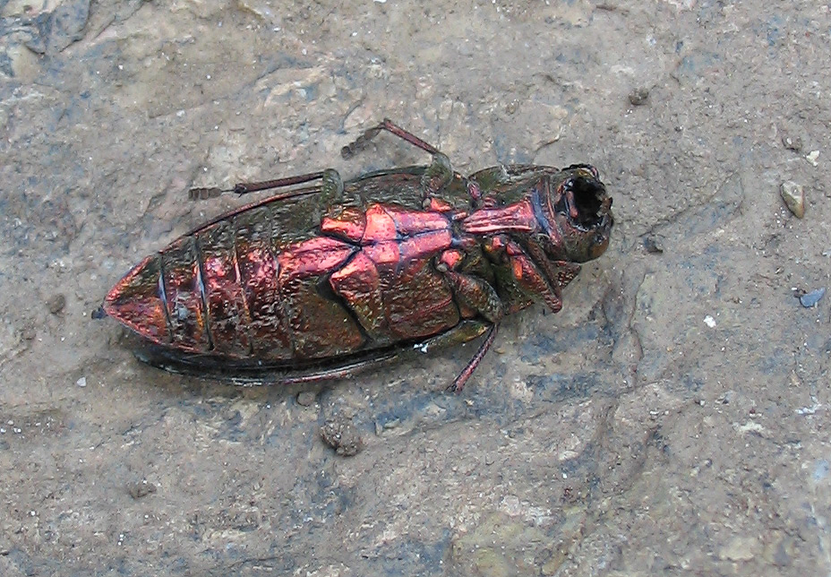 Un altro Buprestidae, sfortunato: Chalcophora massiliensis
