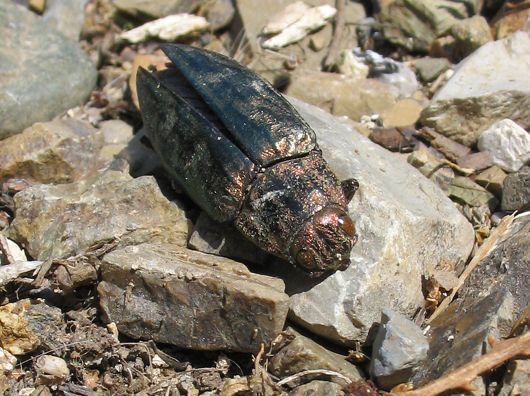 Un altro Buprestidae, sfortunato: Chalcophora massiliensis