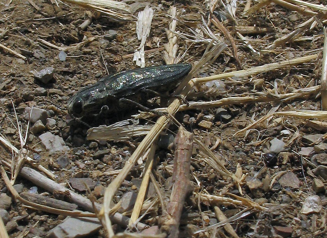 Un altro Buprestidae, sfortunato: Chalcophora massiliensis