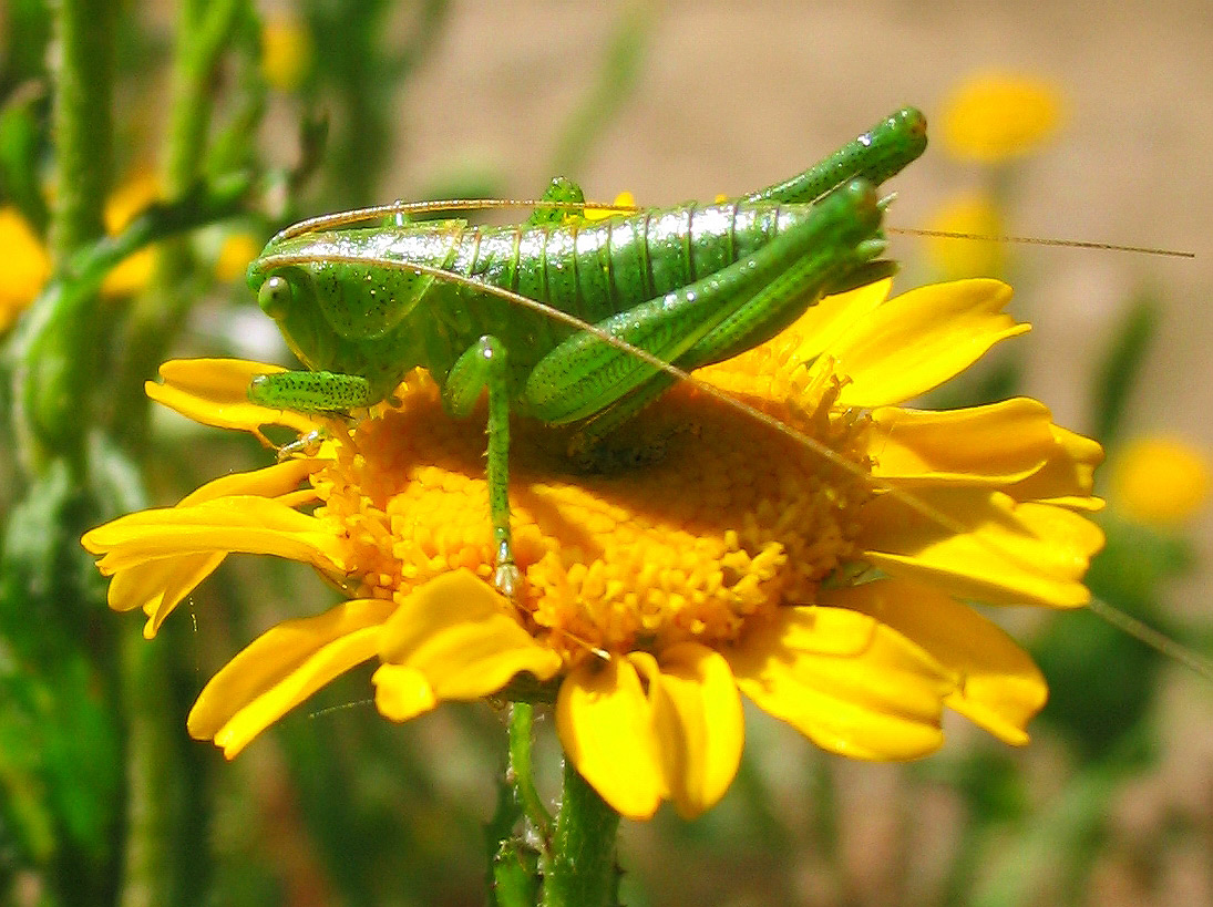 Leptophyes punctatissima e Tettigonia viridissima