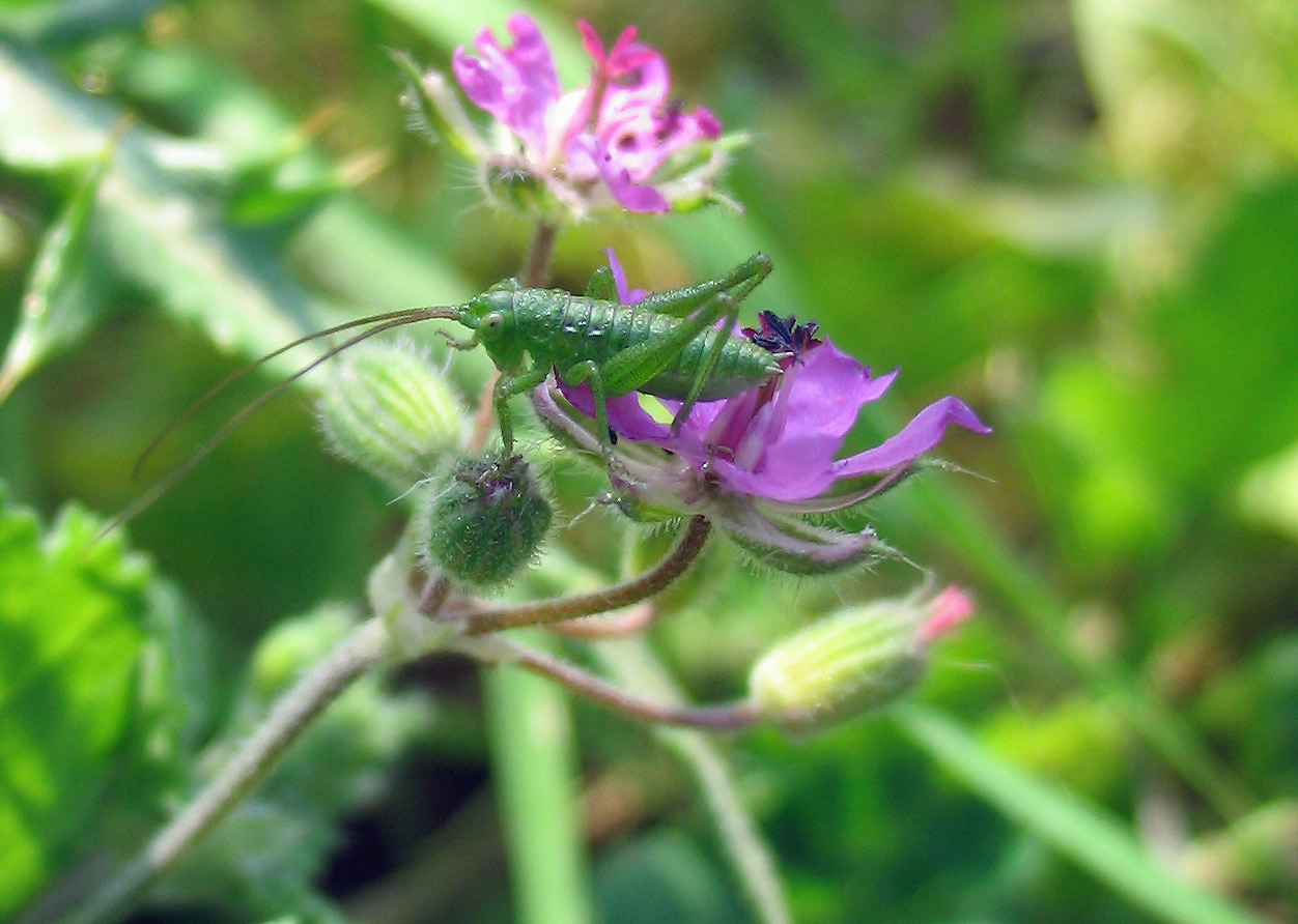 Leptophyes punctatissima e Tettigonia viridissima