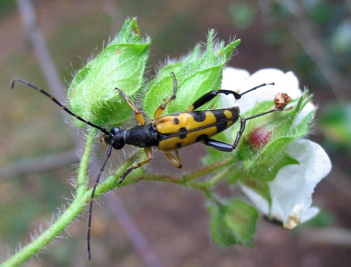 Rutpela maculata (Cerambycidae) e Sitaris solieri (Meloidae)