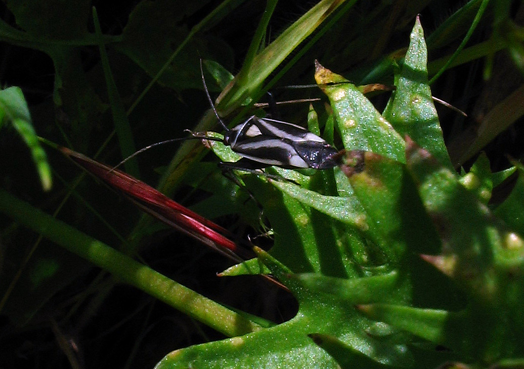 Miride: un''altra forma del Calocoris nemoralis