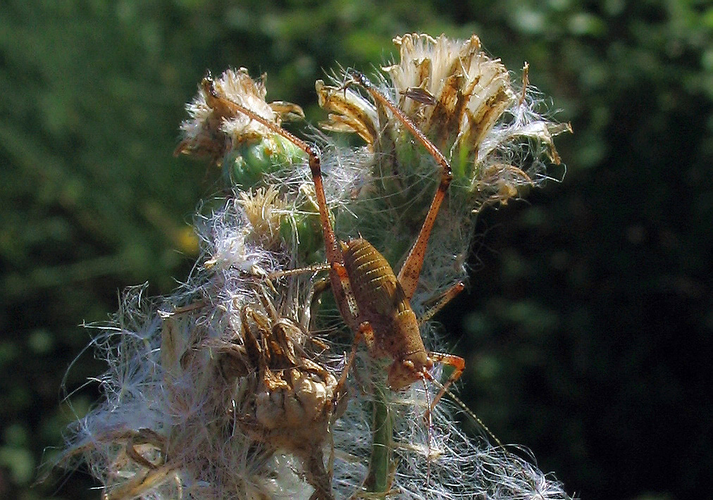 Phaneroptera nana, (Orthoptera, Phaneropteridae)