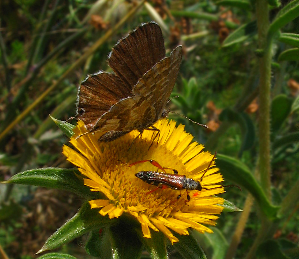 Stenopterus rufus e Cacyreus marshalli