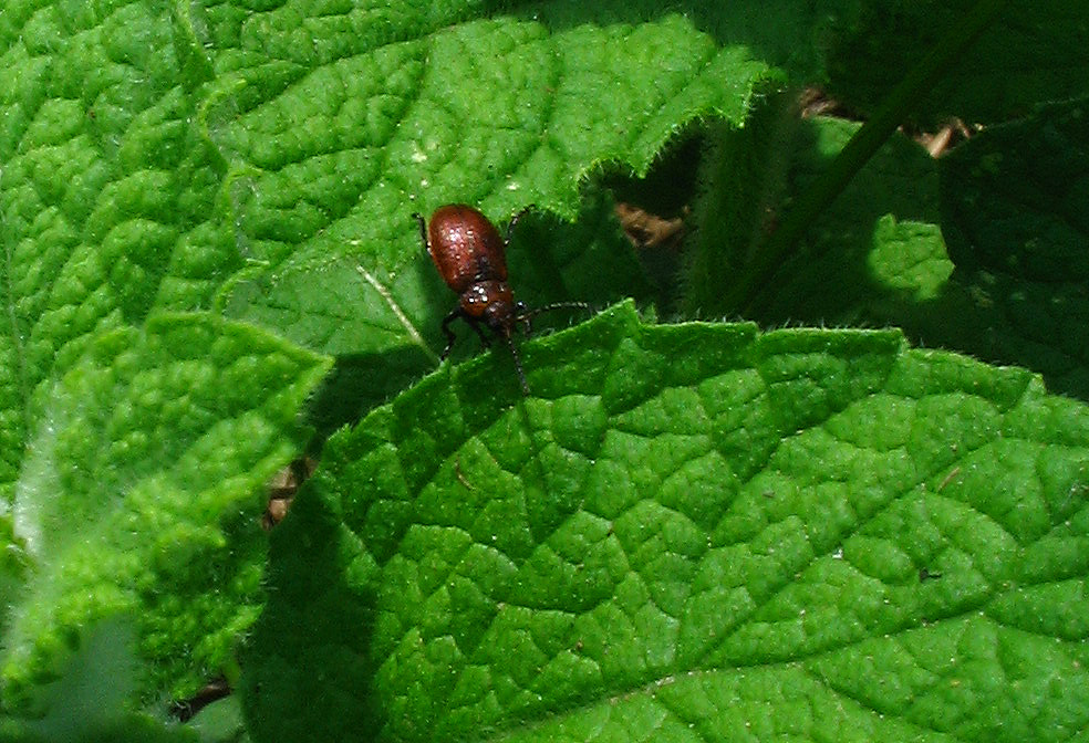 Cryptocephalus fulvus e Galeruca rufa (Chrysomelidae)