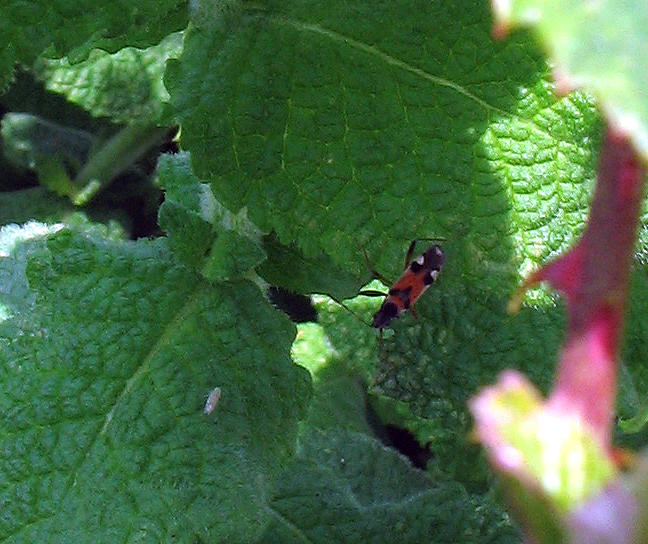 Eterottero rosso e nero... Beosus quadripunctatus