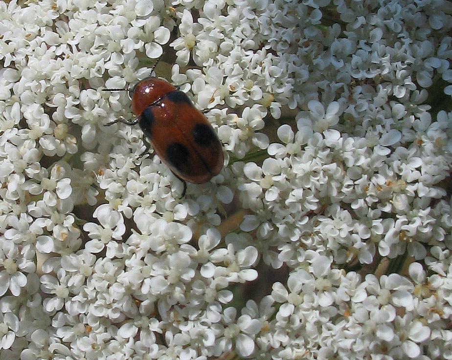 Chrysomelidae: due piccolissimi Cryptocephalus