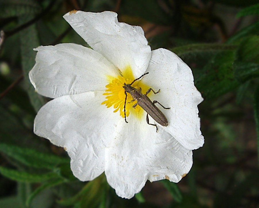 Cerambycidae: Deilus fugax