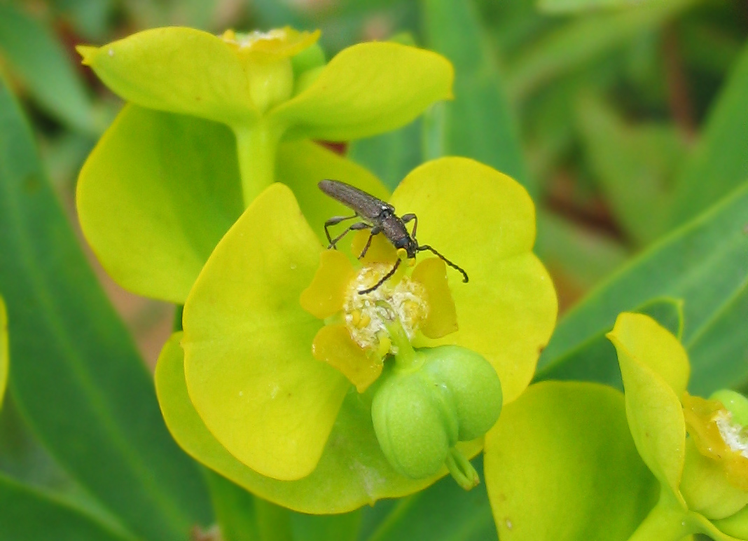 Cerambycidae: Deilus fugax