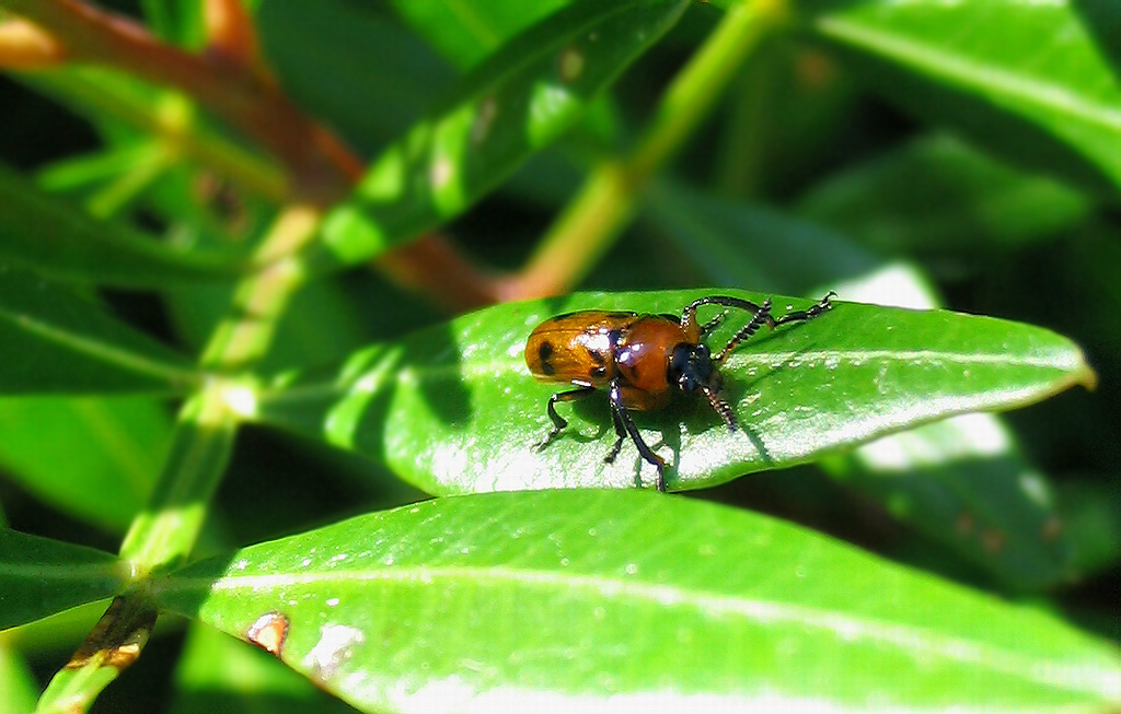 Chrysomelidae: due piccolissimi Cryptocephalus