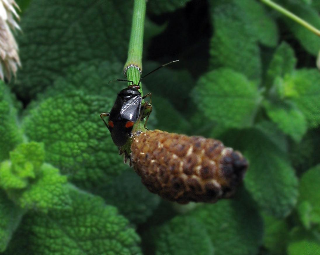Un Miridiae? Deraeocoris ruber f. segusina