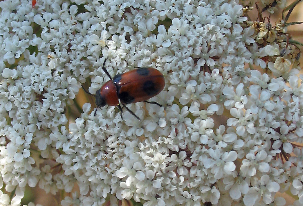 Chrysomelidae: due piccolissimi Cryptocephalus