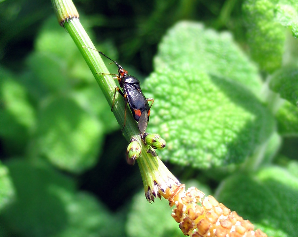 Un Miridiae? Deraeocoris ruber f. segusina