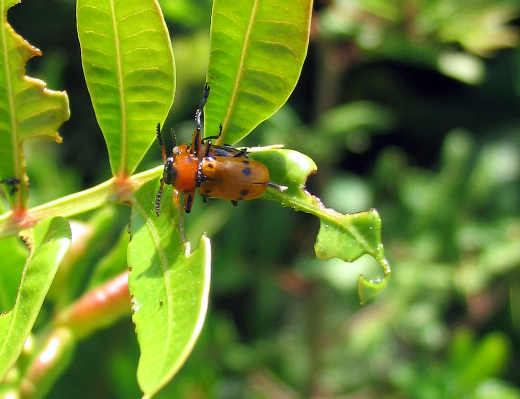 Chrysomelidae: due piccolissimi Cryptocephalus