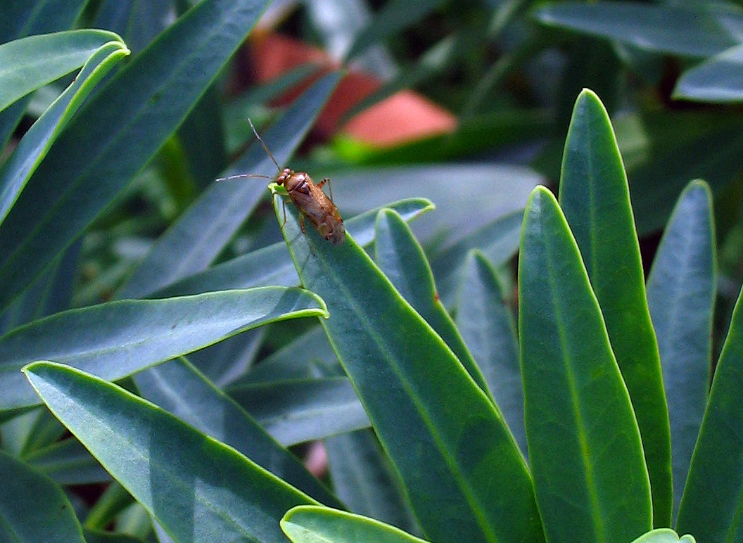 Ancora un Miridae interesssante! Pinalitus cervinus