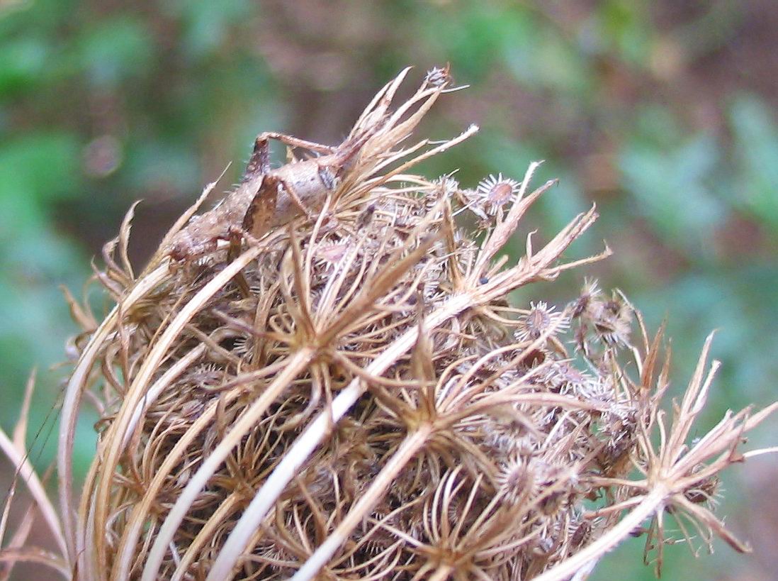 Ortottero: Arachnocephalus vestitus (Mogoplistidae)