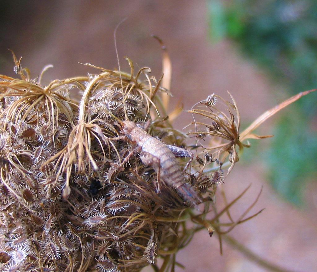 Ortottero: Arachnocephalus vestitus (Mogoplistidae)