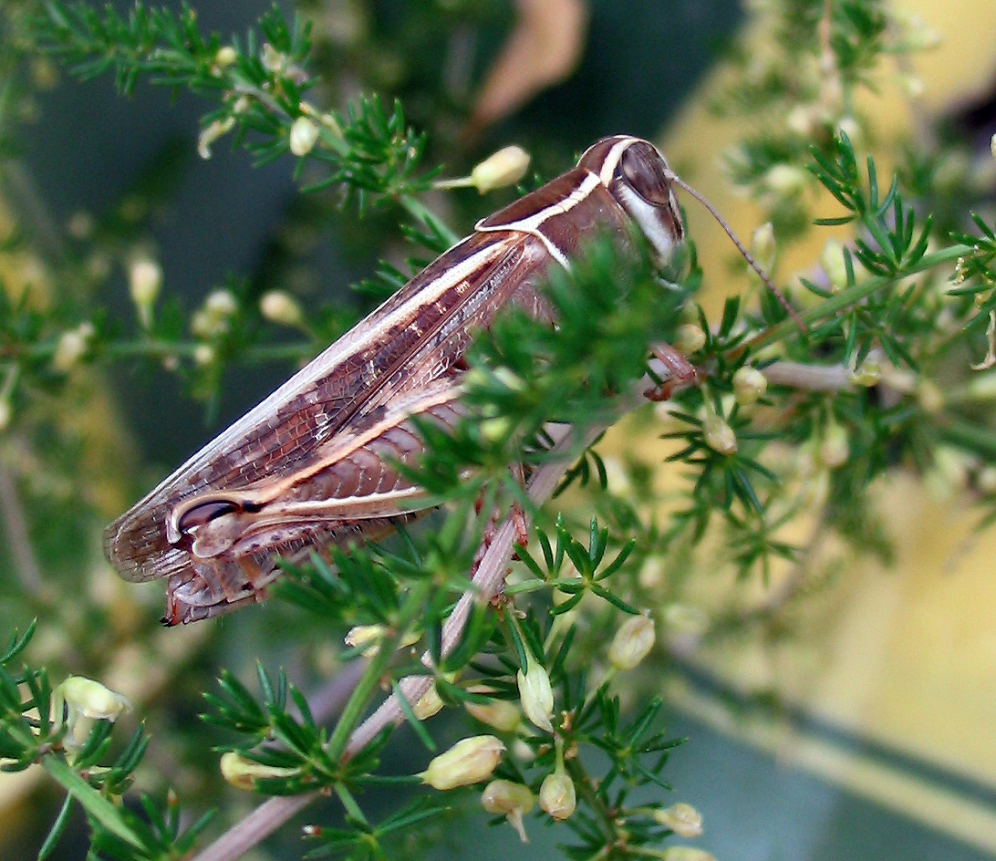 Calliptamus barbarus (Orthoptera, Acrididae)