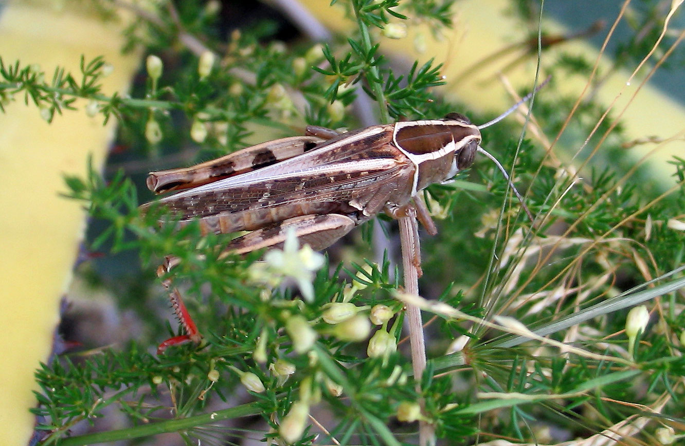 Calliptamus barbarus (Orthoptera, Acrididae)