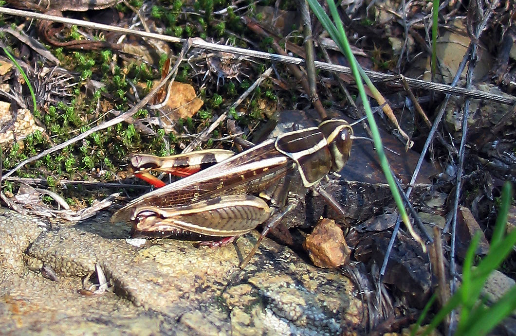 Calliptamus barbarus (Orthoptera, Acrididae)